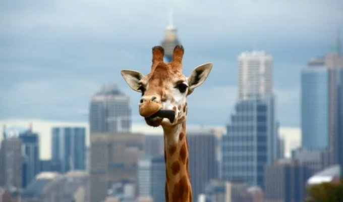 Have you ever wondered how giraffes sleep? (13 photos)