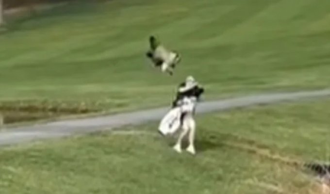 Aggressive goose attacks golfer (3 photos + 1 video)