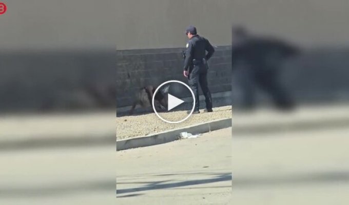 Полицейский встретил девушку в неадекватном состоянии на обочине дороги