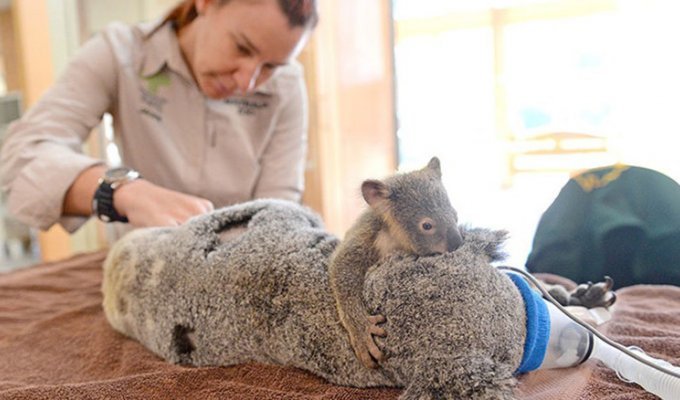 Детёныш коалы обнимает маму во время операции (3 фото)
