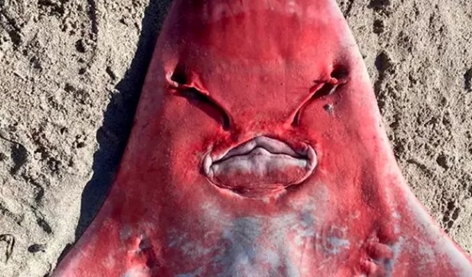 An "alien" with a shark's body washed up on a beach in Australia: it turned out to be a rare fish (3 photos)