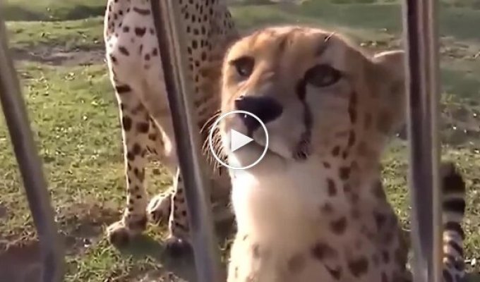 How a cheetah meows and purrs