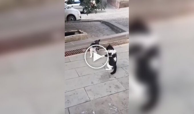 Котійський і собачий дрифт