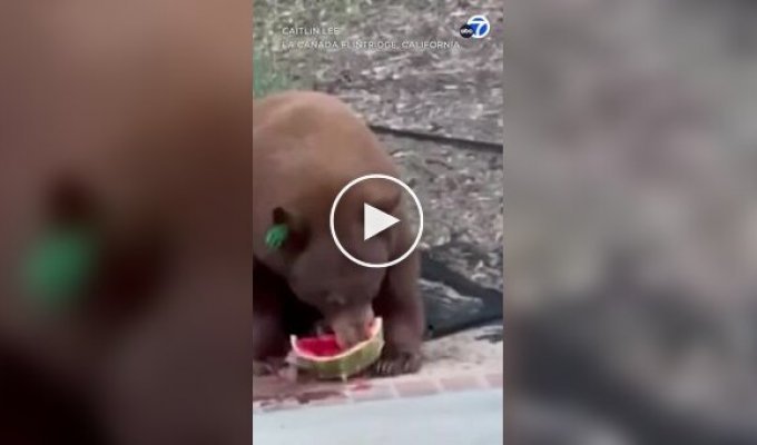 A bear stole food from a family's refrigerator and ate it in front of them.