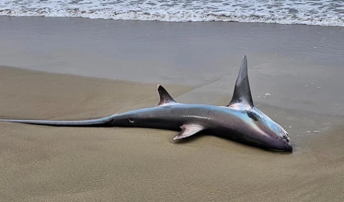 6-meter monster: a fisherman found an endangered shark with a strange body on the beach (5 photos)