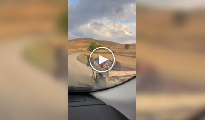 Donkey takes his owner home