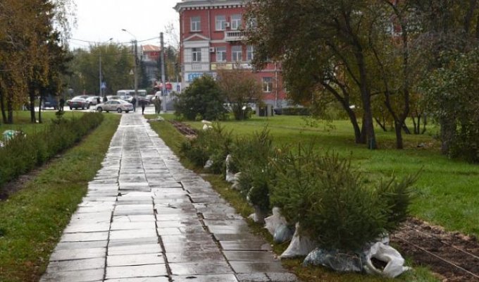 В Барнауле из сквера у Мемориала Славы похитили 22 молодые ели (4 фото)