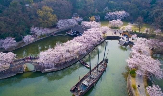 Весна пришла, но не к нам. В Китае расцвела сакура: 15 потрясающей красоты фото (14 фото)