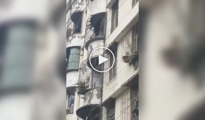 Bear filmed climbing a residential building in China