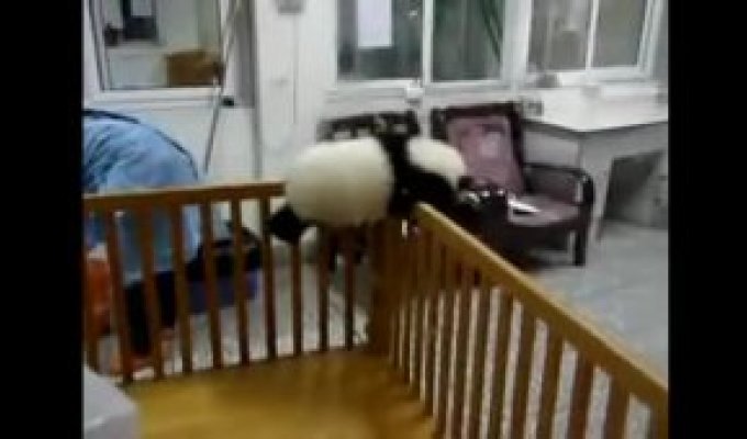 Панда отчаянно пытается сбежать на свободу