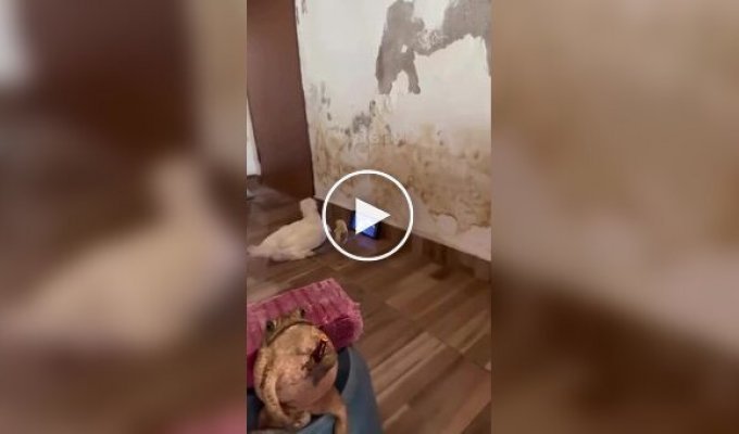 Что происходит в этом доме