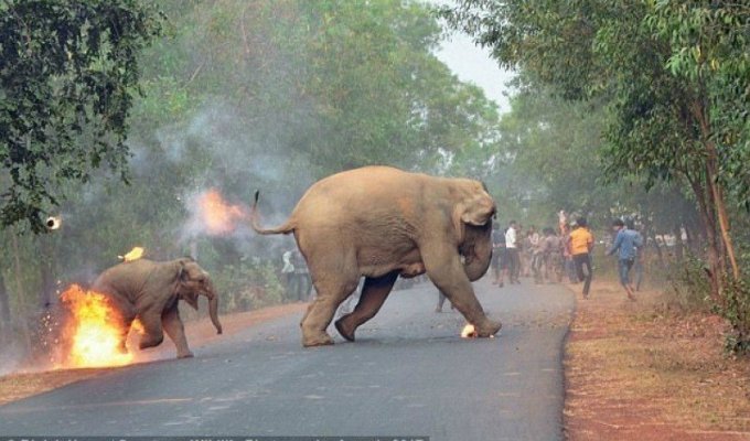 Шокирующее фото со слонихой и слоненком, бегущими от огня, получило награду (2 фото)
