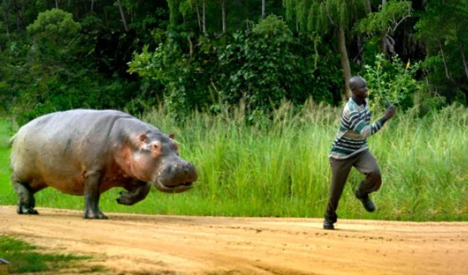 Бегемот: потеет «кровью», охотится на крокодилов и не умеет плавать (17 фото)