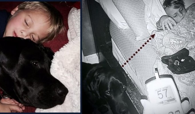 At night, the dog lifted the owner out of bed to save the child (6 photos)