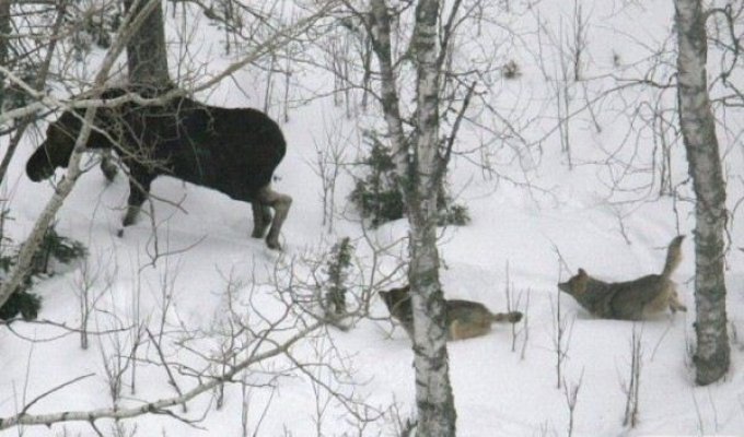 Охота на лося (8 фото)