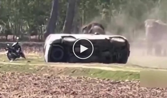 В Таиланде слон пришел в ярость после того, как ему помешали уединиться с подругой