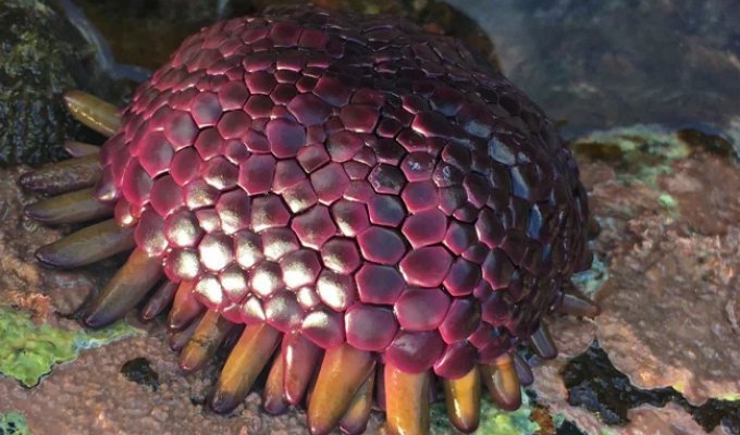 Colobocentrotus: “Dragon Eggs” Scattered Along the Pacific Ocean Shore. What Is It Really? (8 photos)