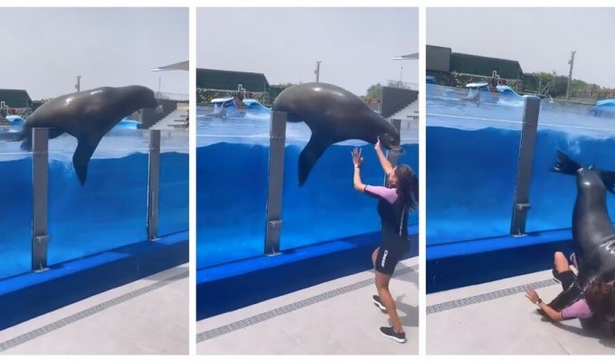 Huge sea lion almost crushed the worker of the aquarium (6 photos + 1 video)