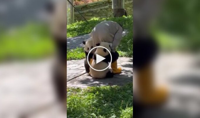 Будни смотрителей за пандами