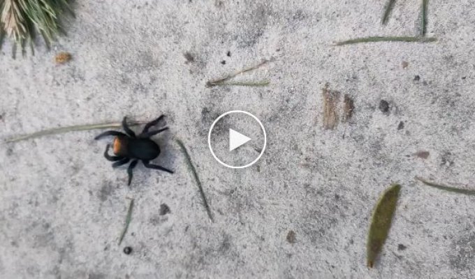 Ядовитый паук в лесу Конча-Заспа