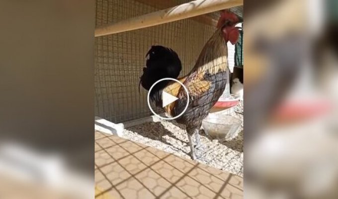 Петух перестарался