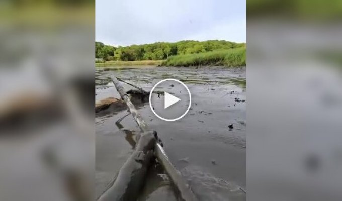 A coyote was successfully pulled out of a muddy swamp