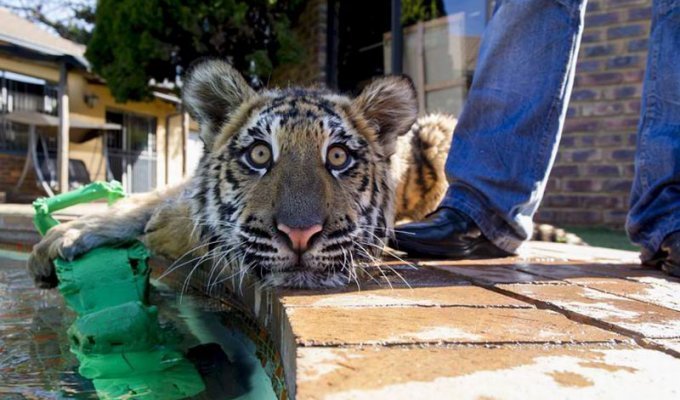 Когда тигры становятся домашними питомцами (10 фото)