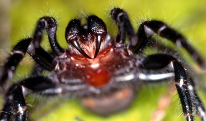 Heavy rains in Australia led to the invasion of poisonous spiders (8 photos + 1 video)