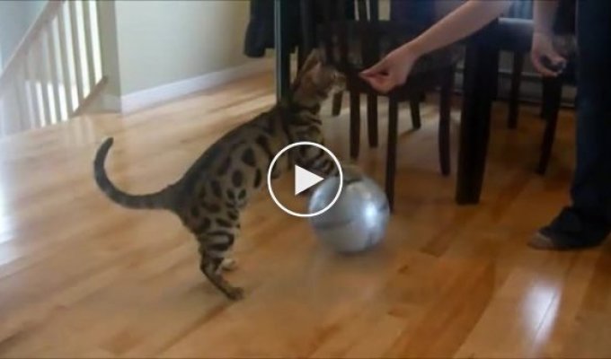 Удивительные котячие трюки