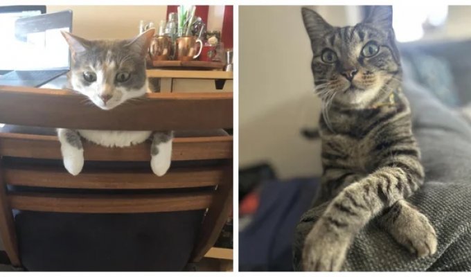 30 кошачьих поз, которые смешнее любого мема (31 фото)
