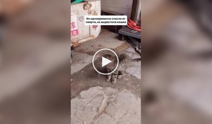 Котенок играет с голубем, с которым они вместе выросли