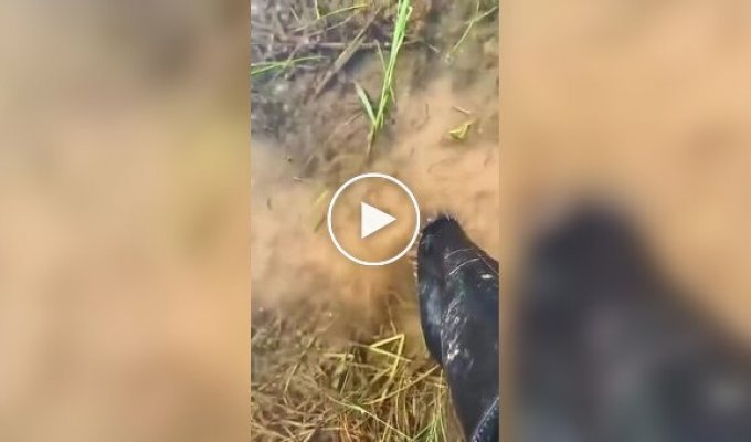 Прозрачная вода скрывает пиявок, реагирующих на движение и тепло