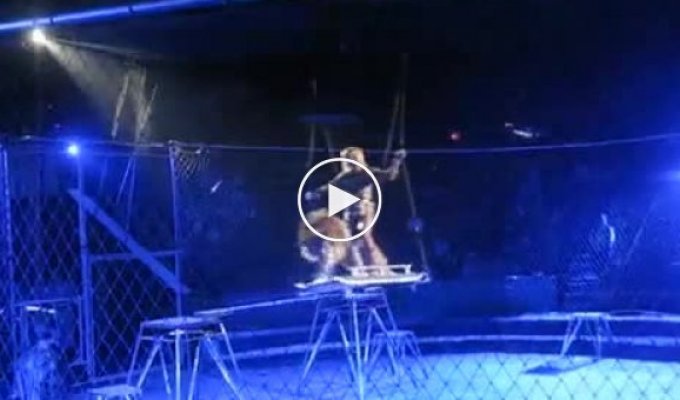 Нападение львов в Цирке