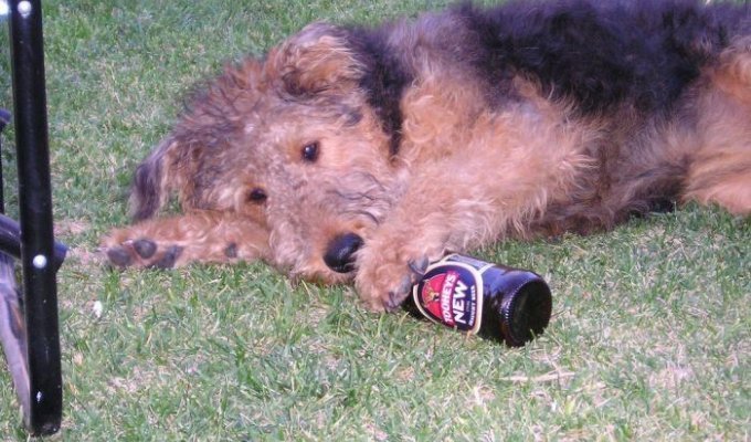 Собаки и пиво (20 фотографии)