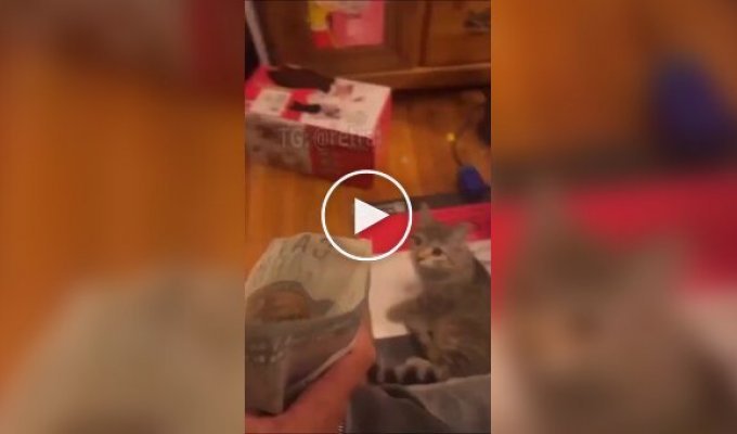 Реакция кошки на кошачью мяту