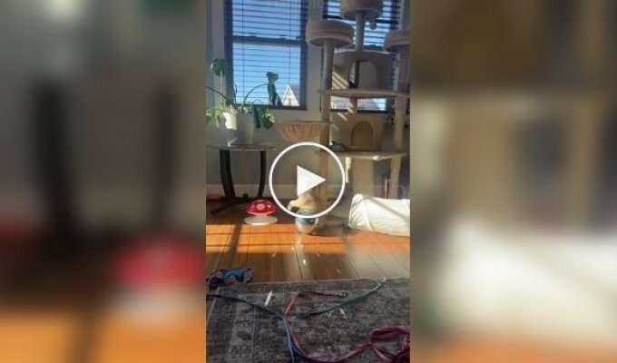 Cat playing with a disco ball