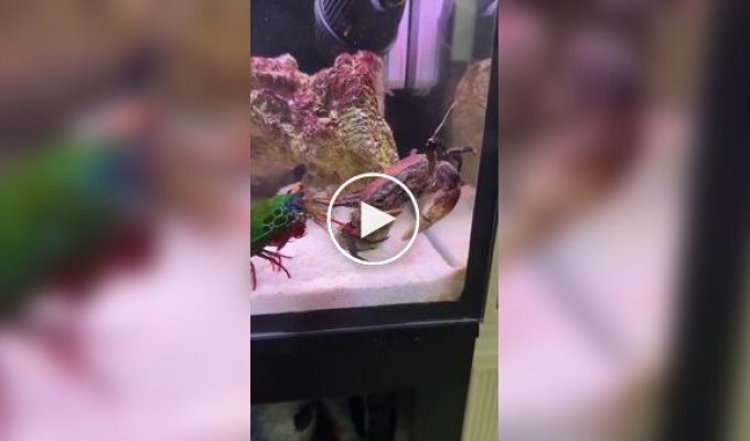 Интересные факты о раке-богомоле