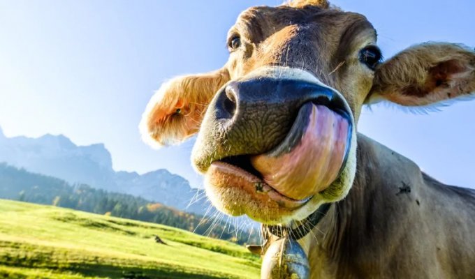 Ждал 50 лет: фермер вернул свой Rolex после того, как его съела корова (3 фото)