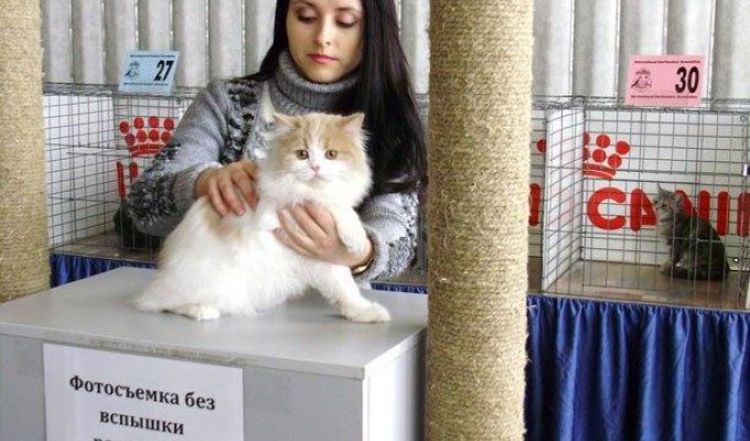 Выставка котов в Киеве (20 фото)