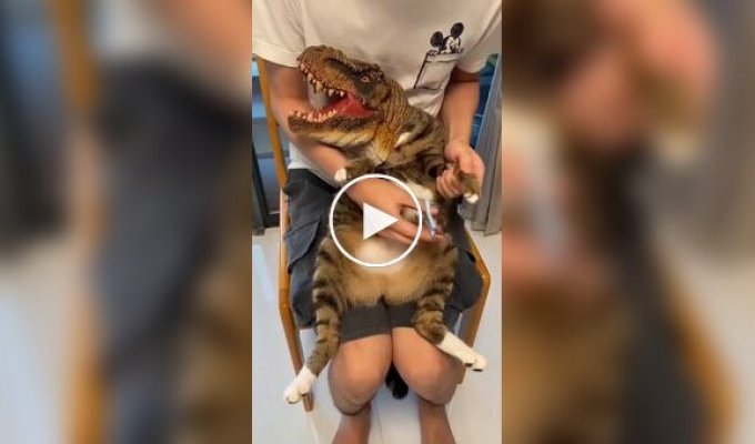 «Котозавру» стригут когти