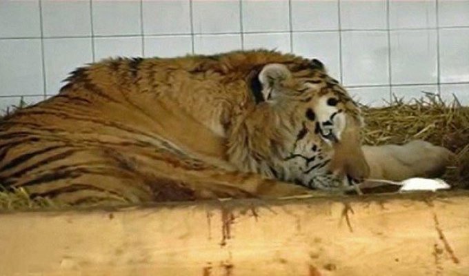 Тигр впал в такую глубокую депрессию (6 фото)
