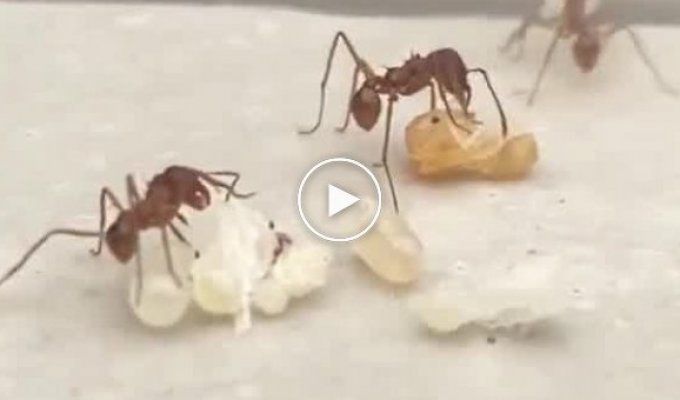 Насколько огромными могут быть муравьиные королевы