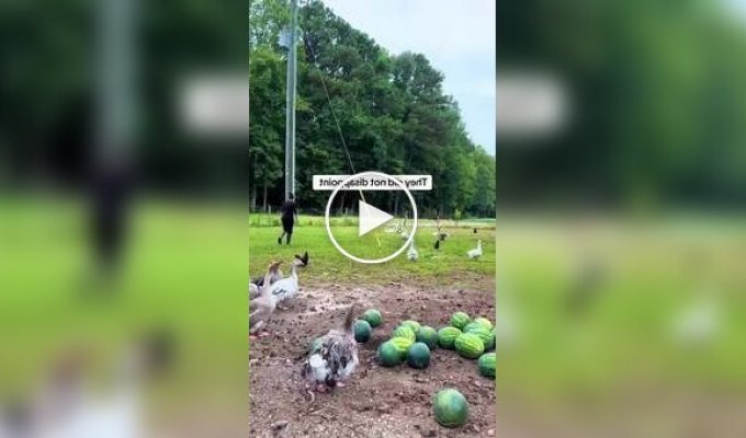 Видео-подборка: забавная реакция животных на обморок