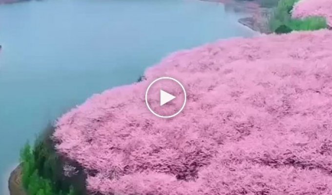 The largest sakura garden in the world
