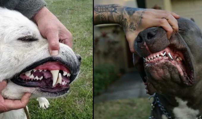 Рейтинг собак по мощности укуса: какая порода оказалась безумно сильна? (11 фото)