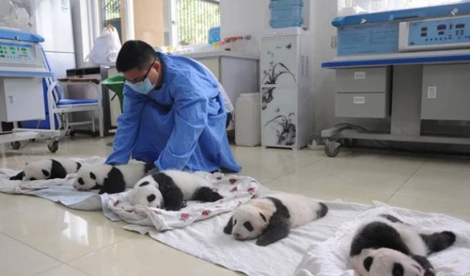 A Touching Sight - Cute Little Panda Bears in Baskets (16 photos)
