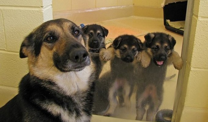 10 собак которые гордятся своим потомством (10 фото)