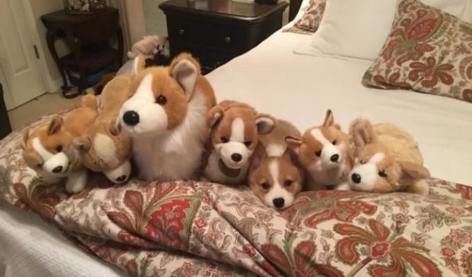 Ted: Masters of Disguise That Even the Indian Keen Eye Won't Find (32 photos)