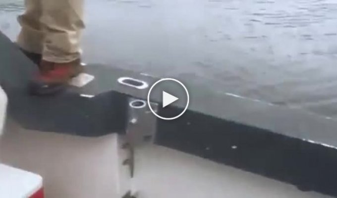 Кит подбросил морского льва на несколько метров над водой