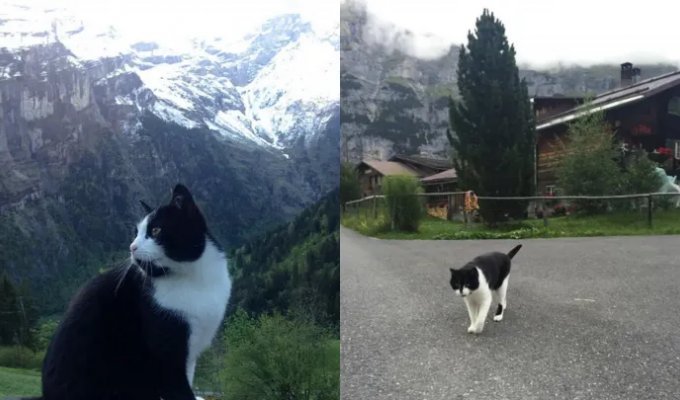 Кошка помогла потерявшемуся в горах туристу найти дорогу домой (3 фото)